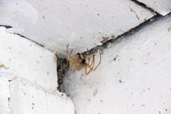 Araneus cavaticus