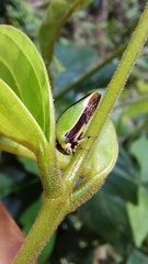 Membracidae