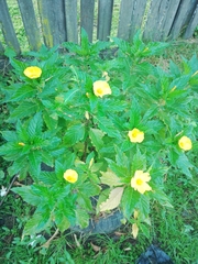 Turnera ulmifolia