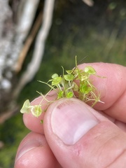 Piperales