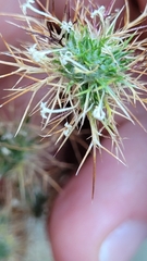 Navarretia intertexta