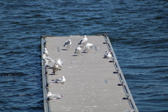 Larus delawarensis