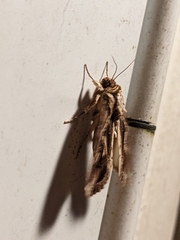 Spodoptera dolichos