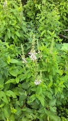 Teucrium canadense
