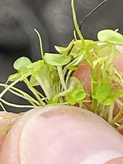 Piperales
