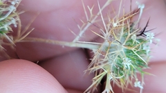 Navarretia intertexta