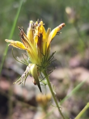 Cordylanthus wrightii