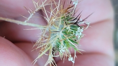 Navarretia intertexta