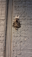 Tolype velleda