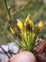 Cordylanthus wrightii