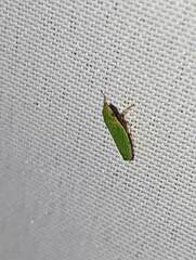 Draeculacephala balli