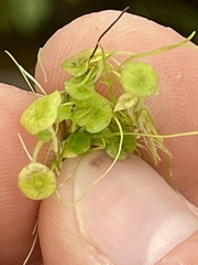 Piperales