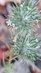 Navarretia intertexta