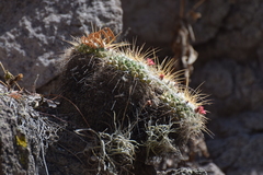 Mammillaria compressa
