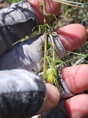 Cordylanthus wrightii