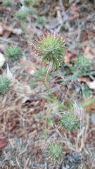 Navarretia intertexta