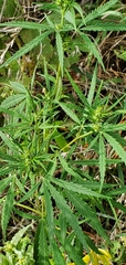 Cannabis sativa