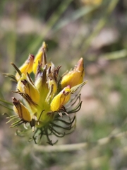 Cordylanthus wrightii