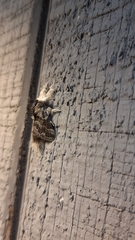 Tolype velleda