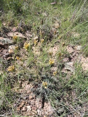 Cordylanthus wrightii