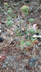 Navarretia intertexta