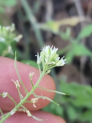 Halimolobos diffusus