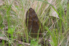 Morchella australiana