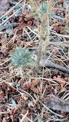 Navarretia intertexta