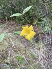 Mandevilla