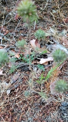 Navarretia intertexta