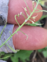 Halimolobos diffusus