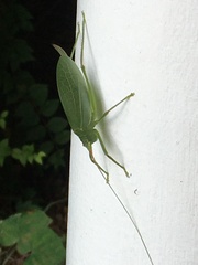 Pterophylla camellifolia