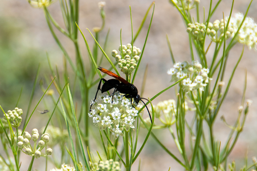 Thisbe's Tarantula-hawk Wasp photo 3
