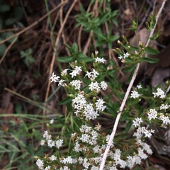 Stevia serrata
