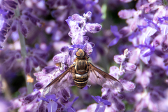 Exoprosopa agassizii