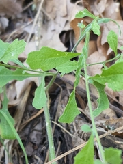 Halimolobos diffusus