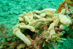 Botrylloides perspicuus