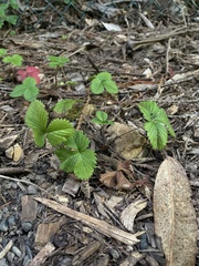 Fragaria
