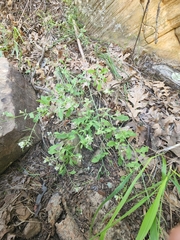 Halimolobos diffusus