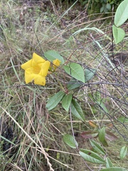 Mandevilla