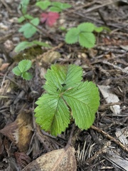 Fragaria