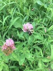 Bombus griseocollis