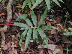 Leptochilus ellipticus
