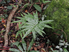 Leptochilus ellipticus