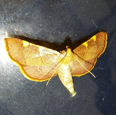 Hypsopygia olinalis