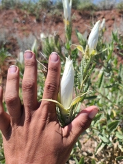 Mentzelia decapetala