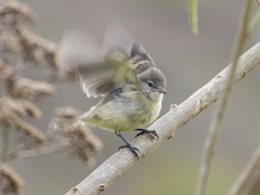 Camptostoma obsoletum