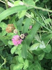 Bombus griseocollis
