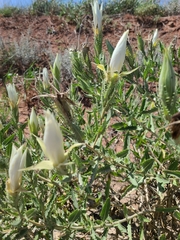 Mentzelia decapetala