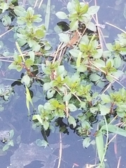 Ludwigia palustris